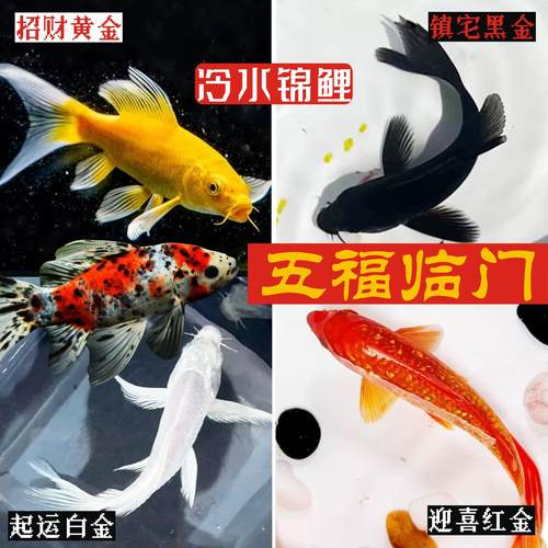 锦鲤鱼活纯种招财冷水观