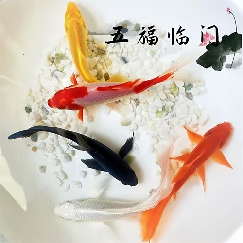 精品大锦鲤鱼冷水鱼活鱼