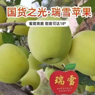 西农新品种陕西瑞雪苹果富平特产清香特甜青苹果孕妇水果脆甜多汁