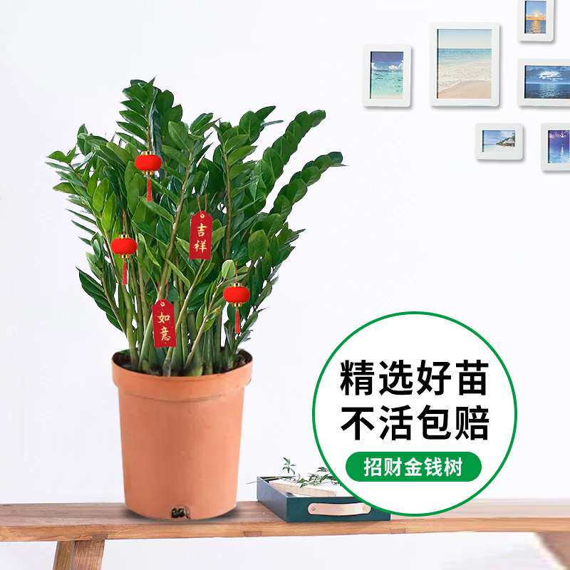 金钱树盆栽植物室内花卉客厅四季常青大型绿植摇钱串子发财树好养