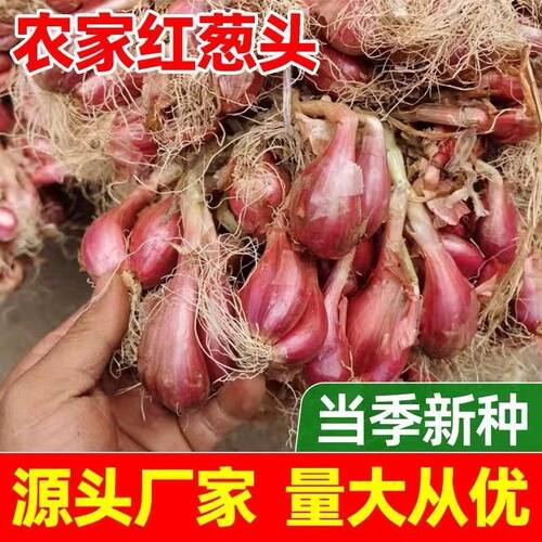 正宗红葱头食用四季小香葱火葱耐高温蔬菜苗庭院阳台四季种植蔬菜
