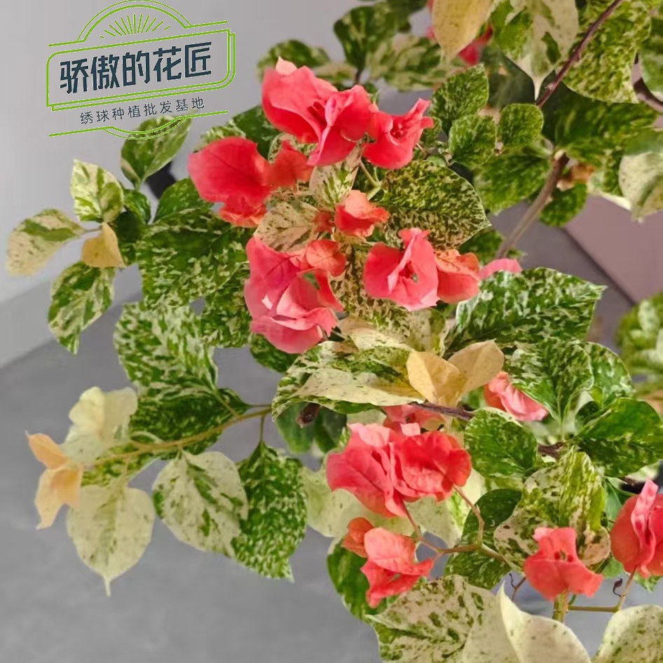 【骄傲的花匠】三角梅花苗绿缨画报不甜西瓜四季勤花爬藤阳台庭院,鲜花速递/花卉仿真/绿植园艺,时令草本花卉,淘宝优惠券,粉丝福利购,淘宝优惠卷