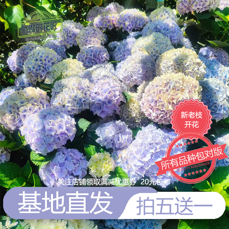 绣球花苗【新老开花】16包邮对版