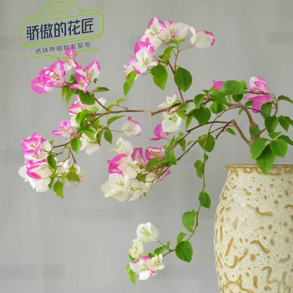 三角梅花苗金边暗斑婆罗洲樱花四季勤花爬藤阳台庭院基地直发,鲜花速递/花卉仿真/绿植园艺,时令草本花卉,淘宝优惠券,粉丝福利购,淘宝优惠卷