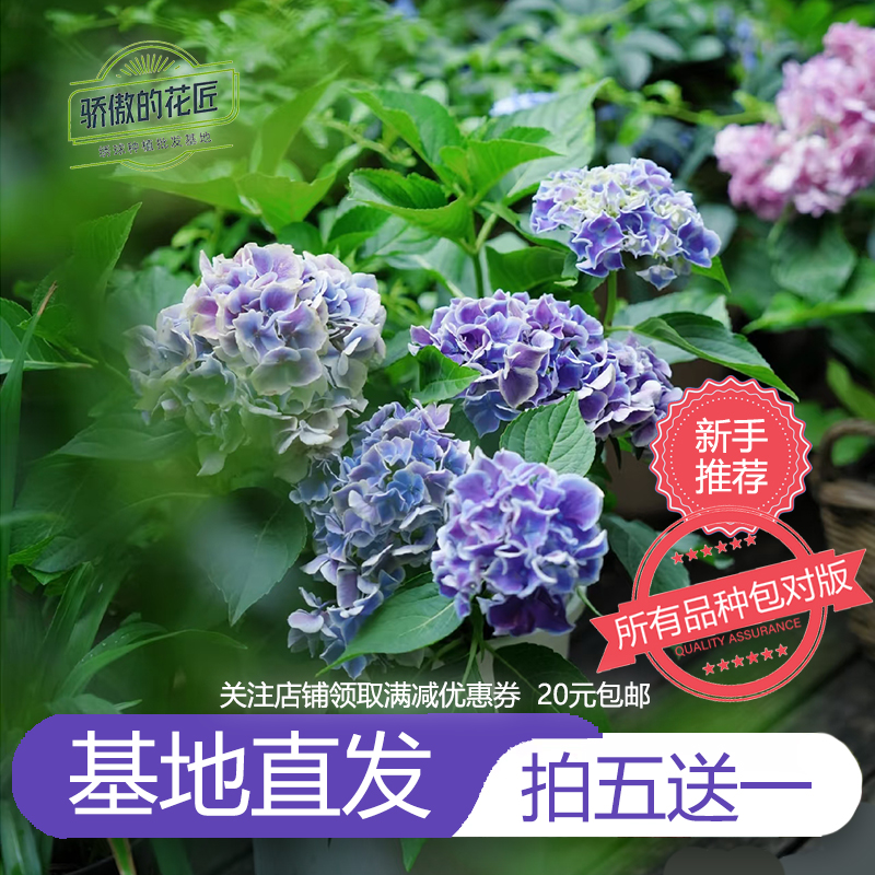 绣球花苗【新手推荐】16包邮对版