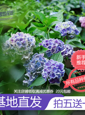 大花绣球花苗无尽夏大海蓝万华镜杨玉勇琥珀金色诗韵袭夏太阳神殿