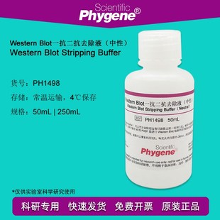 含票 PH1498 中性 Blot一抗二抗去除液洗涤液 PHYGENE Western