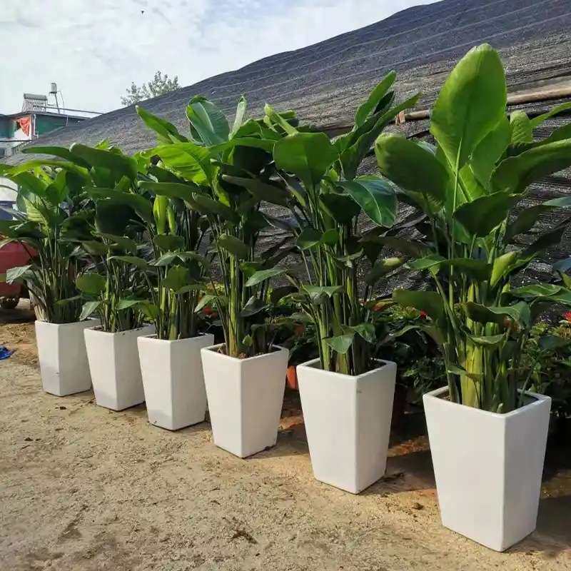 天堂鸟绿植室内大型办公室花卉四季青好养大叶客厅植物鹤望兰盆栽