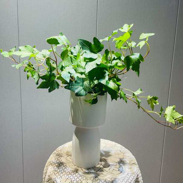 H吊兰植物常春藤新房净化空气好爬藤盆栽长藤吊兰室内阳台花卉好