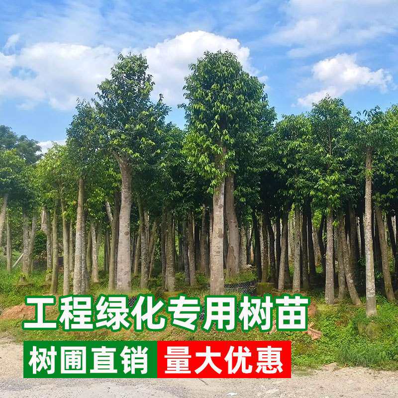 乔木盆栽树基地 园林工程树苗木沉香树 桂花树小区道路树绿化树苗