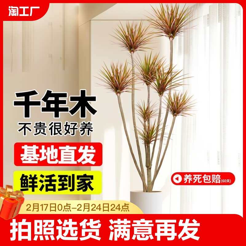千年木绿植室内大型马尾铁七彩铁真植物客厅好养龙血树盆栽造型