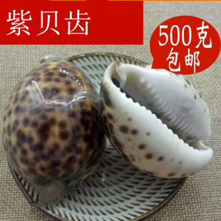 南蛇牙齒 別名 紫貝齒 500g克 紫貝止 紫貝子 文貝 中藥材