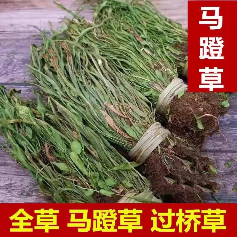 中药材  马蹬草  过桥草  还阳草  小石韦  过山蕨  250g克  统