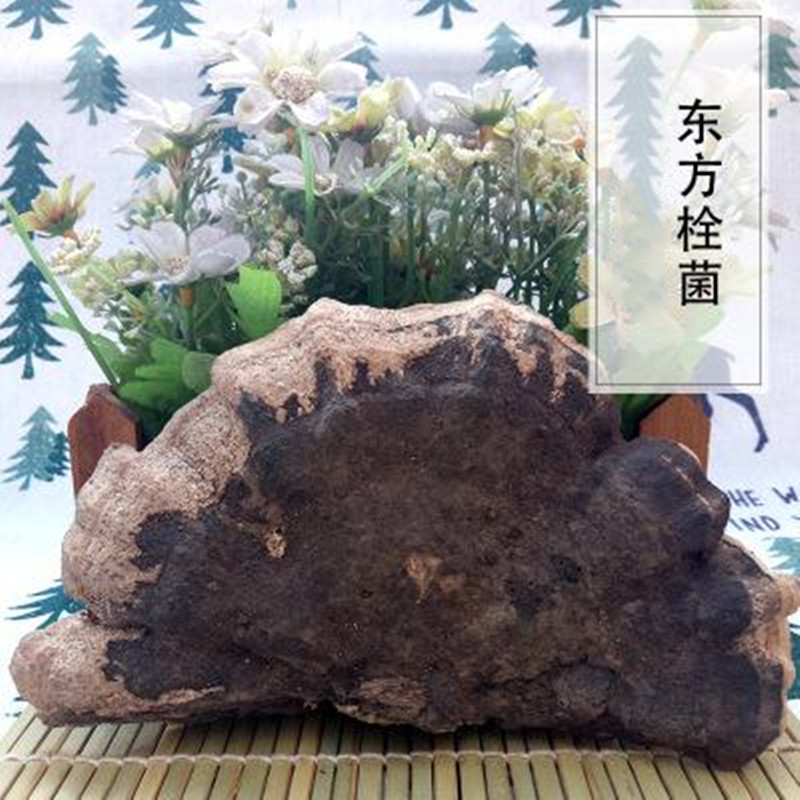 中药材  东方栓菌  东方云芝  灰带栓菌  500g克  统