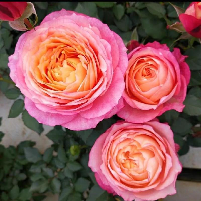 【大花美人】玫瑰月季室内外树苗绿植物开花阳台庭院四季盆栽