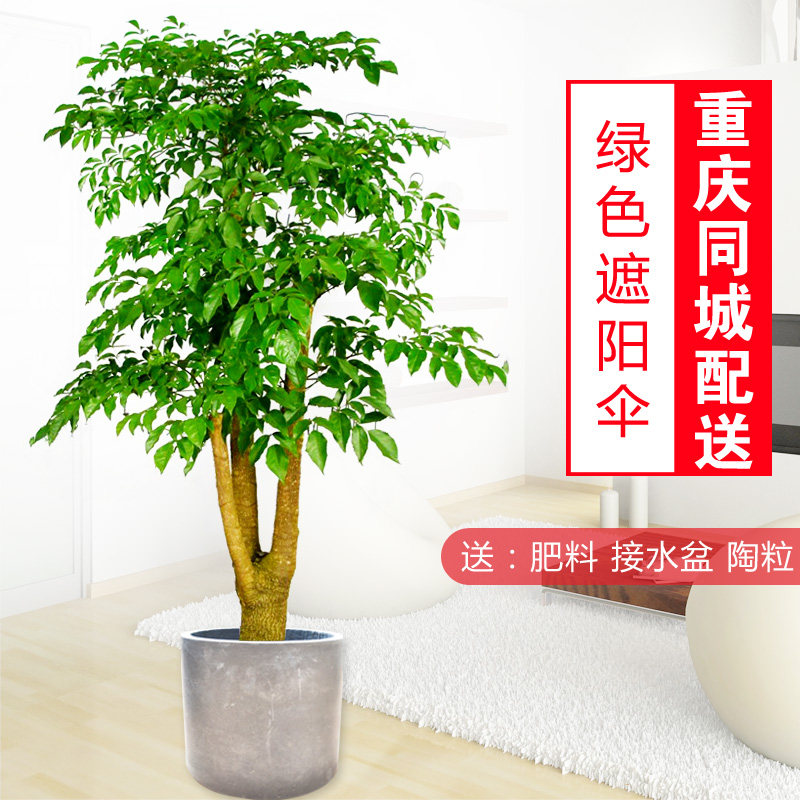 幸福树/大盆栽/室内外植物/大型绿植/花木/福贵树/美化环境