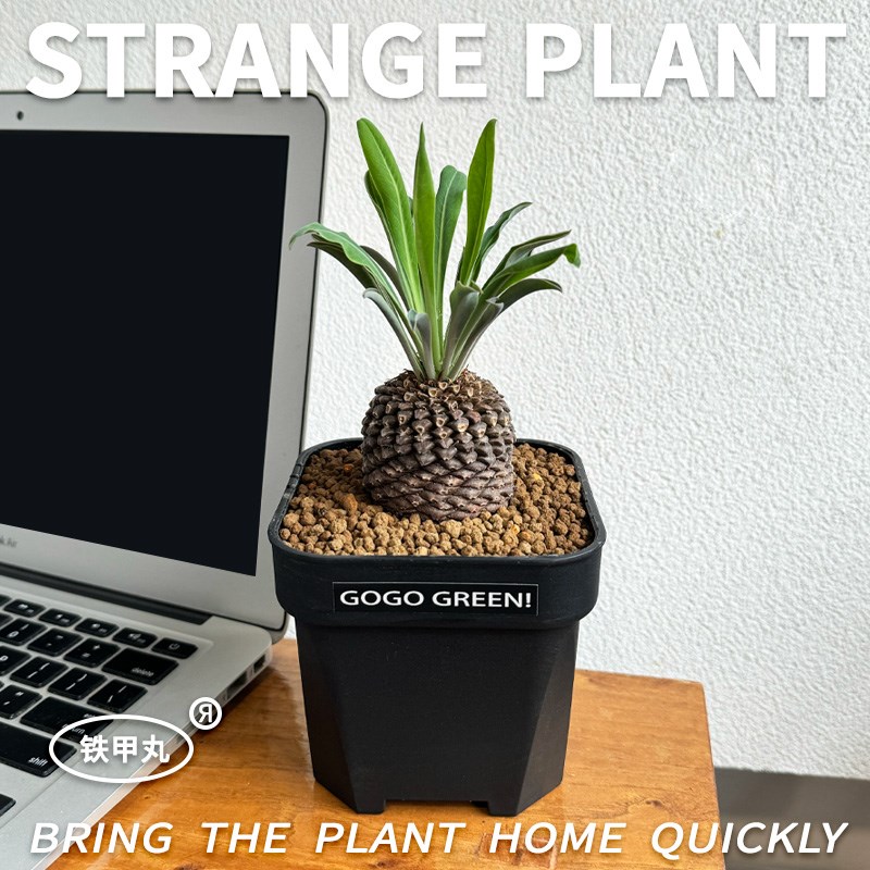 植觉动物 铁甲丸块根稀有多肉植物阳台办公桌面易养盆栽绿植