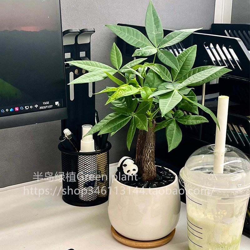发财树懒人绿植发财树室内富贵竹小盆栽办公桌面绿植耐旱好养招财