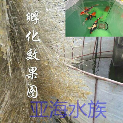 孵化草 孵化毛刷 锦鲤产卵草 鱼卵孵化刷 水产养殖鱼巢