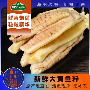 霞浦特产大黄鱼鱼籽新鲜冷冻黄花鱼黄鱼籽冷冻鱼蛋鱼子黄鱼子鱼卵