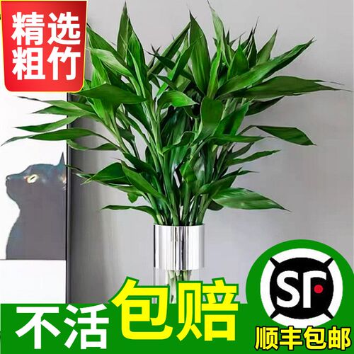 富贵竹水培植物客厅招财水养粗杆发财带根节节高转运竹子花卉盆栽