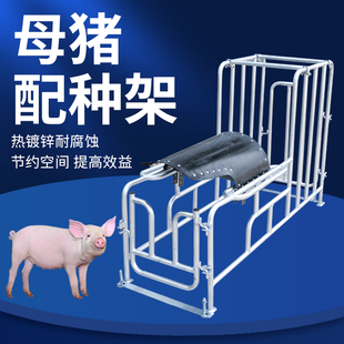 母猪配种架热镀锌升降矮脚配种器夹配猪架子公猪采精支架养殖设备