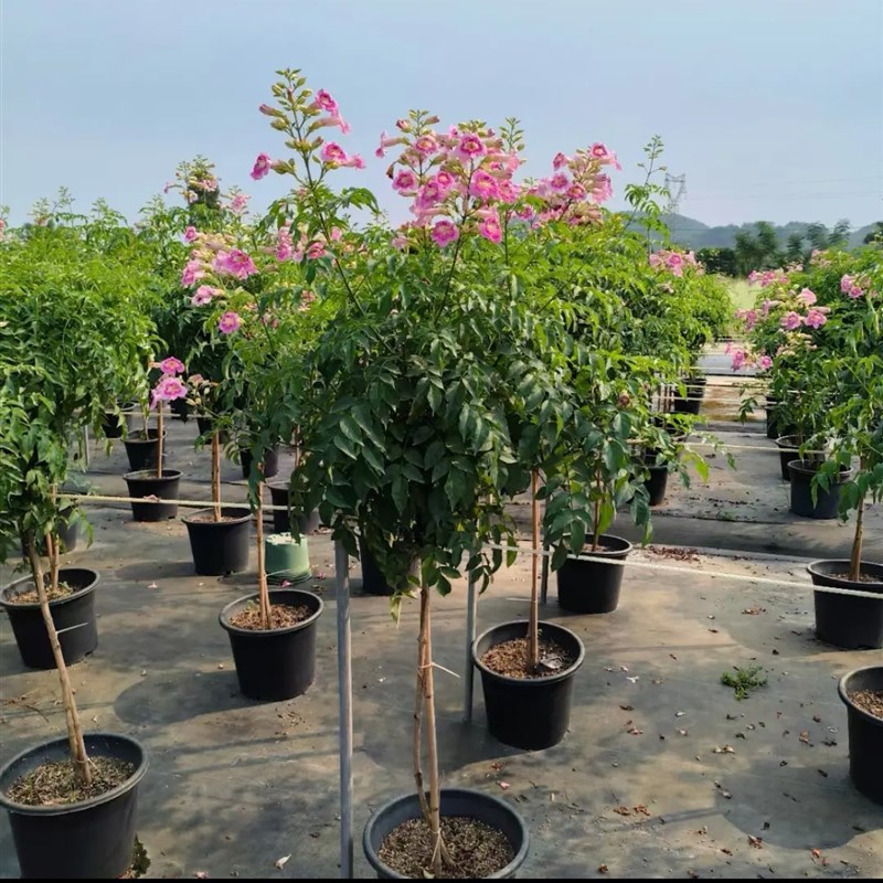 粉色凌霄独杆耐高温棒棒堂粉色凌霄大花凌霄盆栽地栽庭院花卉植物