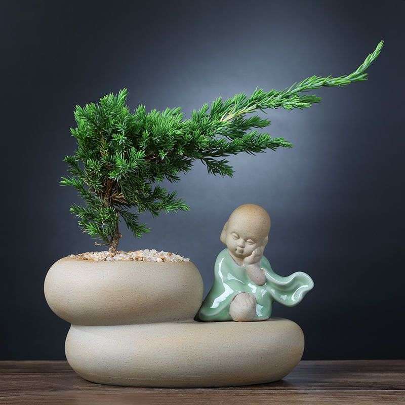 黄杨盆栽植物室内好养易活文竹盆景绿植客厅花卉四季常青净化梦域