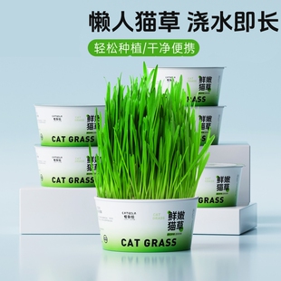 懒人种植猫草泡面杯盆栽土培盒吐毛球化毛猫咪零食用品水培泡面猫