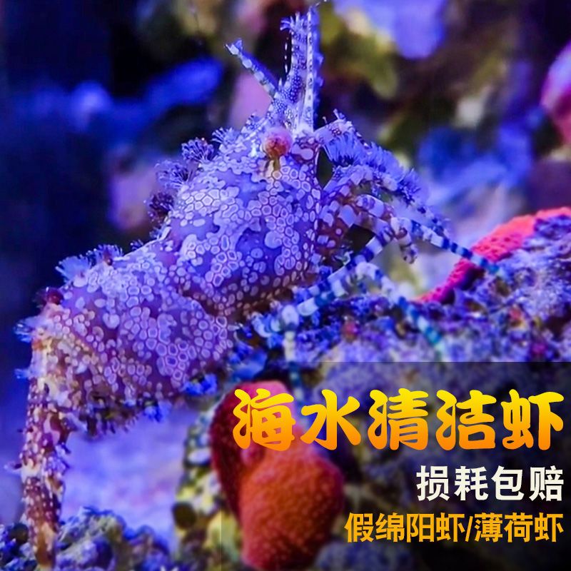 假绵羊虾机械虾薄荷虾海水除藻清理残渣不伤珊瑚观赏虾黄点玻璃虾