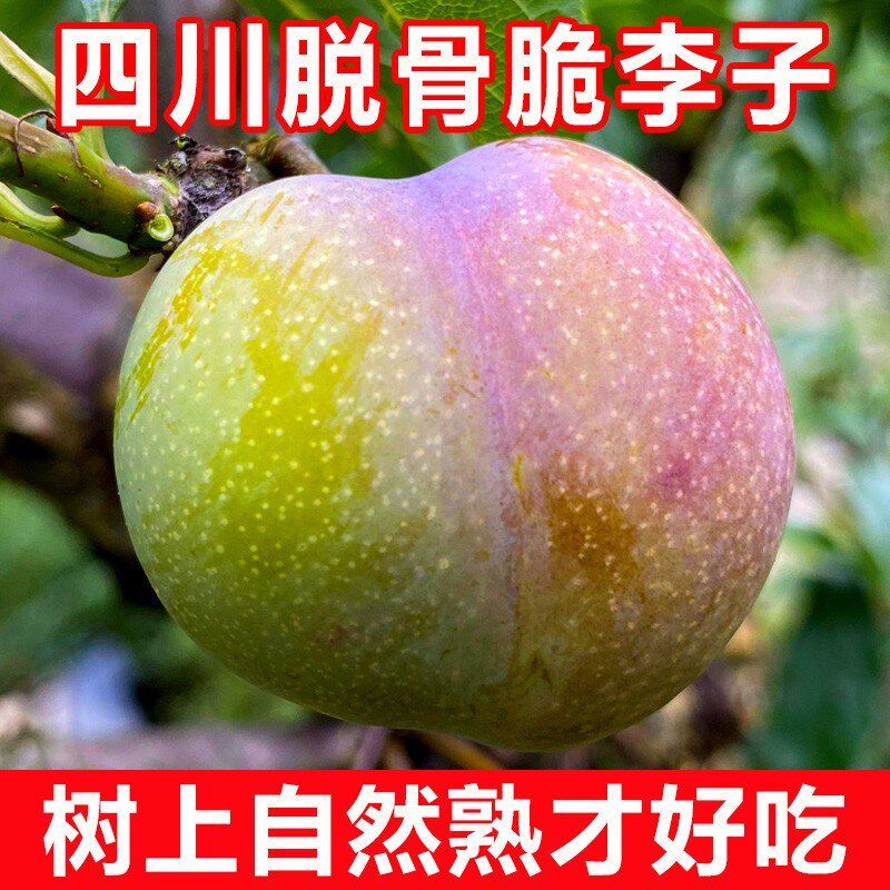 四川脱骨脆李子新鲜水果李子现货李子