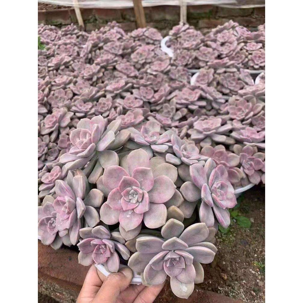 【基地直供】家居多肉植物花卉盆栽多肉植物盆栽 紫乐多头