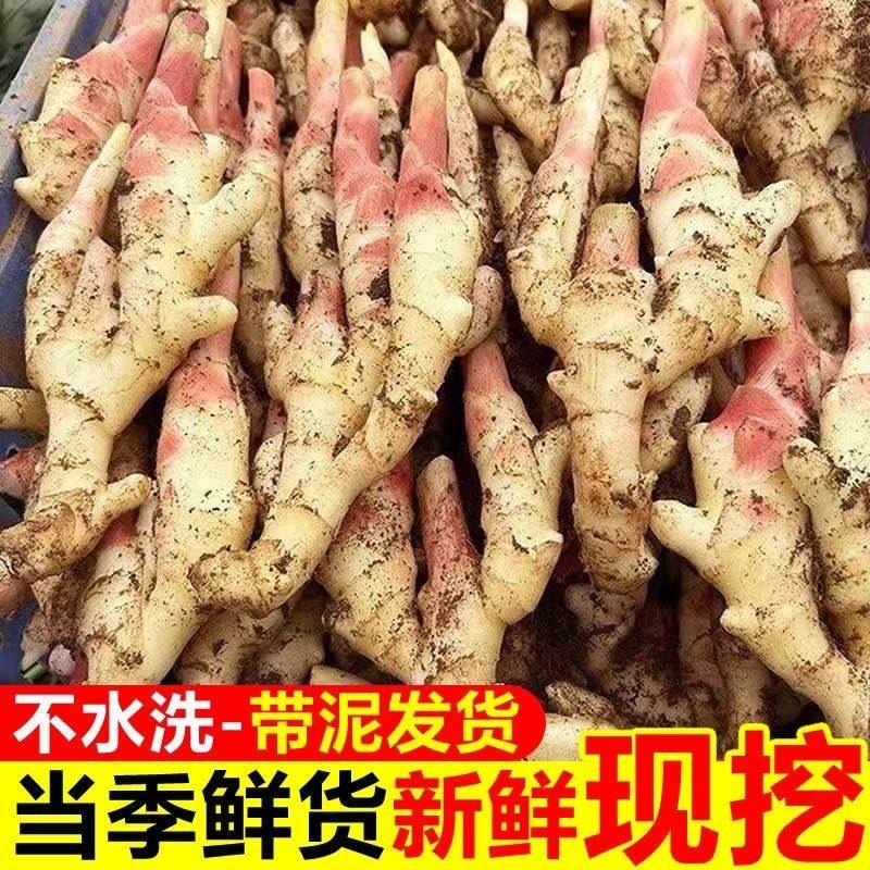 山东红芽鲜姜新鲜生姜仔姜鲜姜腌制红芽姜大姜新姜脆嫩