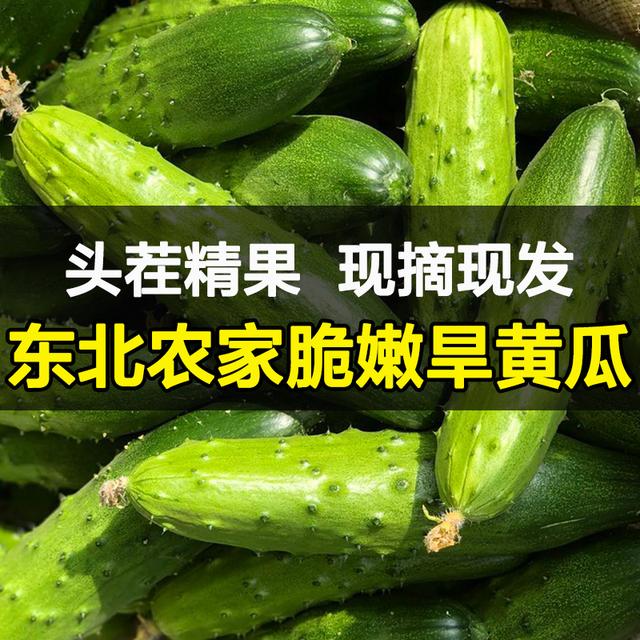 正宗东北新鲜小黄瓜1斤/3斤/5斤装旱黄瓜小青瓜水果黄瓜整箱包邮