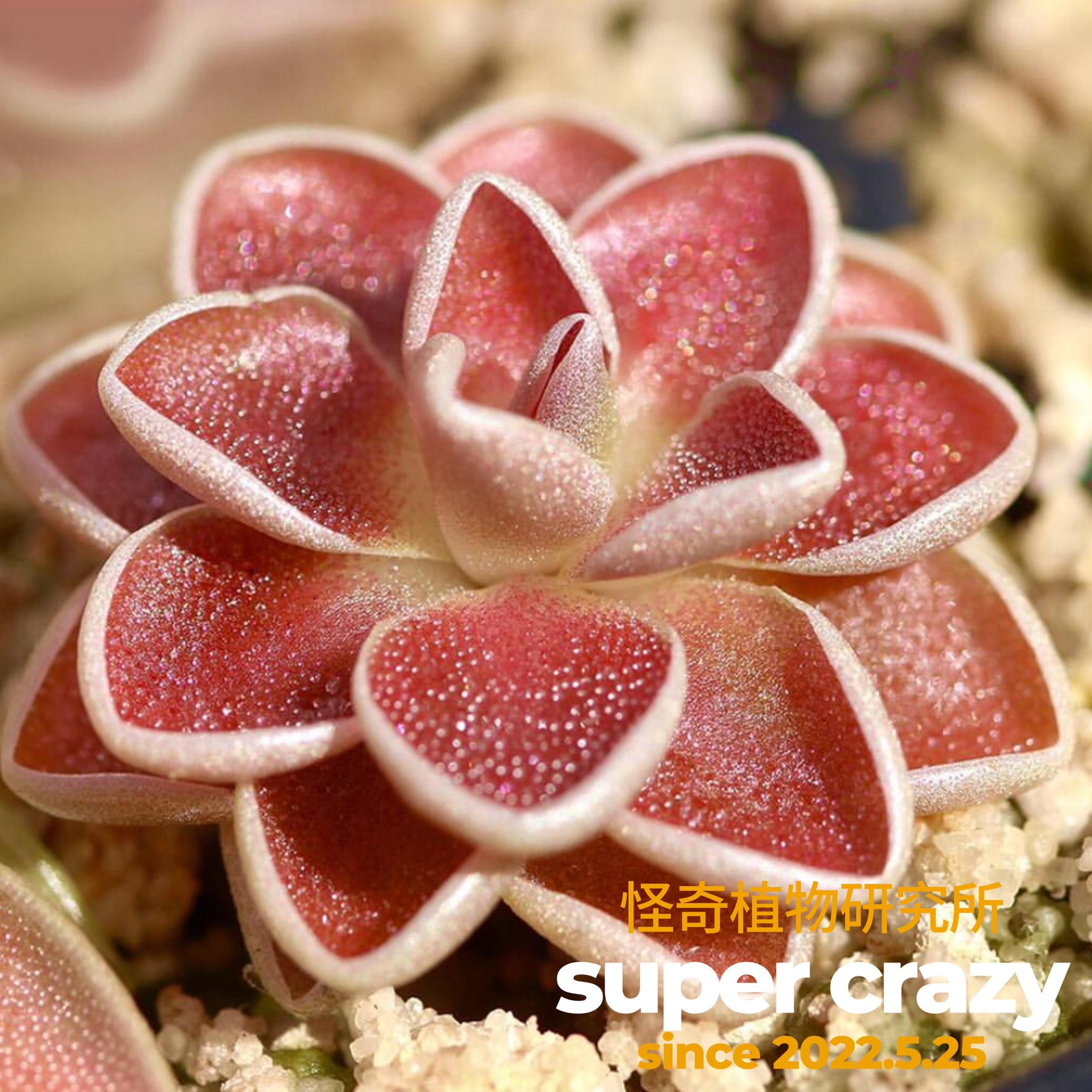 p.ehlersiae红爱兰捕虫堇食虫植物趣味盆栽绿植吃虫子微景观造景