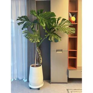 大叶龙鳞龟背竹老桩根盆栽客厅大盆栽室内客厅好养活绿植四季常青