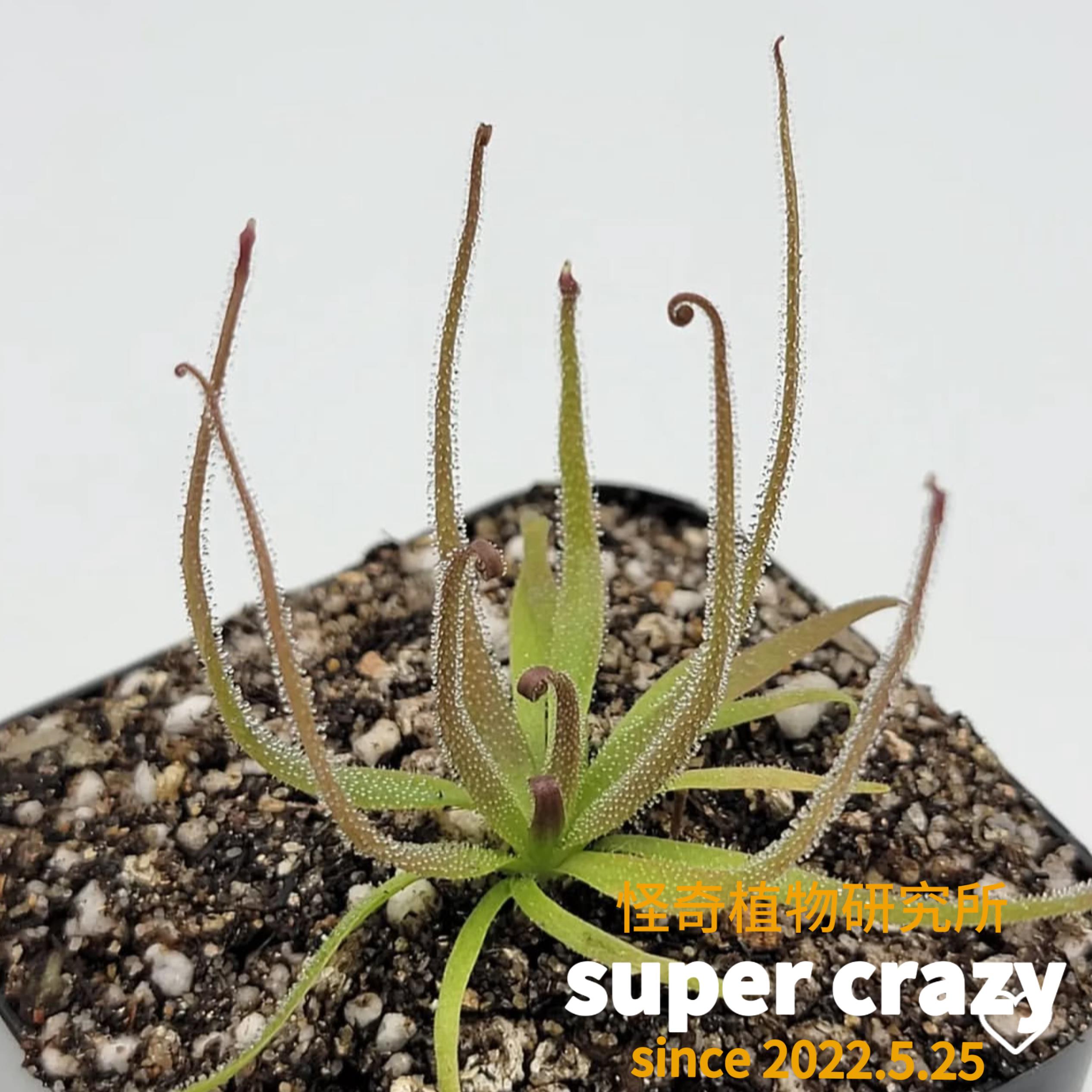 p.medusina美杜莎捕虫堇稀有食虫植物微景观雨林缸生态微景观造景