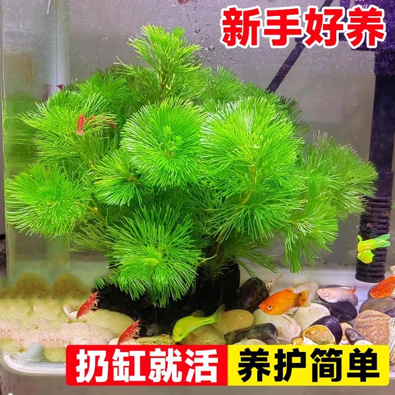 绿菊水草坨鱼缸造景懒人植物净化水质沉底环蜈蚣草淡水造氧中后景