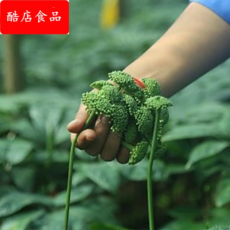 新三七花文山三七花茶 短杆无杆晒干手工采摘 三七花米云南田七花