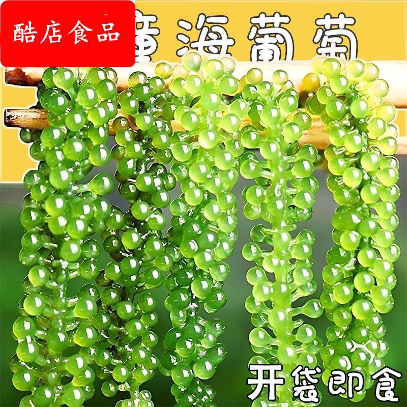儿童海葡萄绿色鱼子酱即食泡发小孩吃的新鲜盐渍海葡萄官方旗舰店