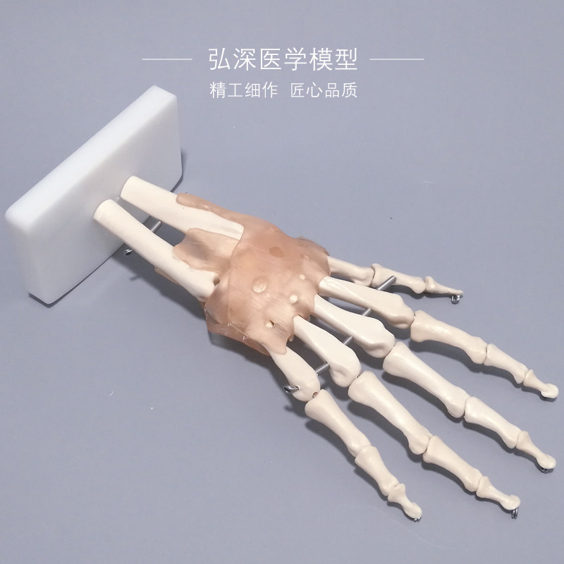 手骨模型手腕关节j人体手部解剖手掌骨骼附韧带可活动医学教学模