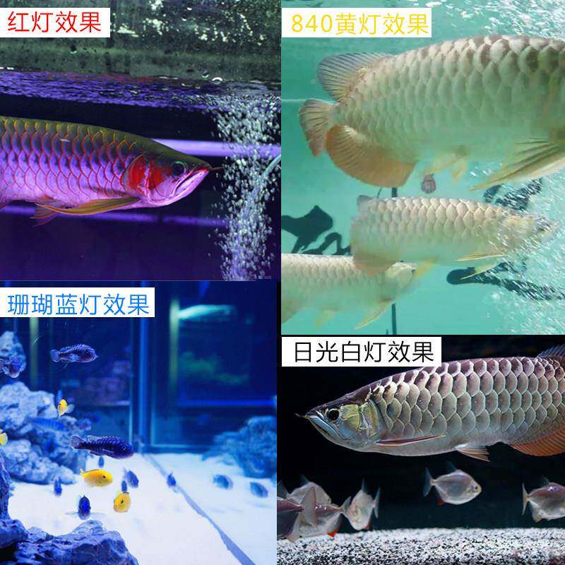 T8潜水灯用龙鱼专用灯管适于金龙鱼缸水的西水族灯龙防鱼缸灯管