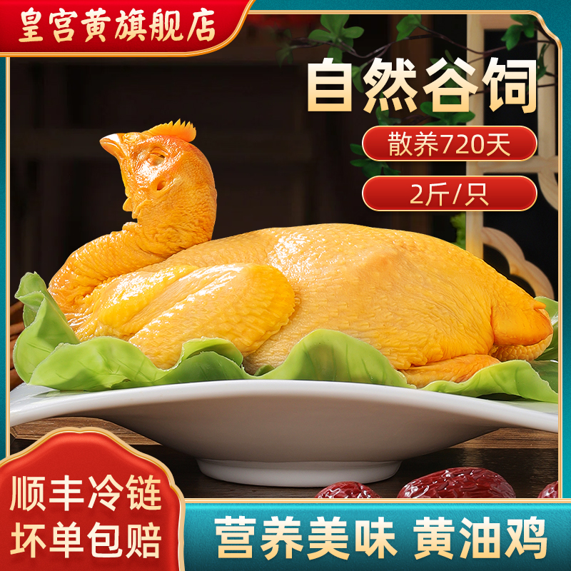 农家散养土鸡黄油鸡渤海湾散养