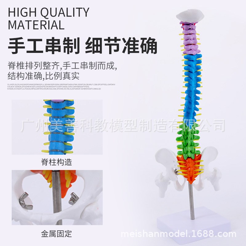45CM彩色人体脊椎模型 带骨盆股骨尾骨脊柱 骨骼骨架模型 立式