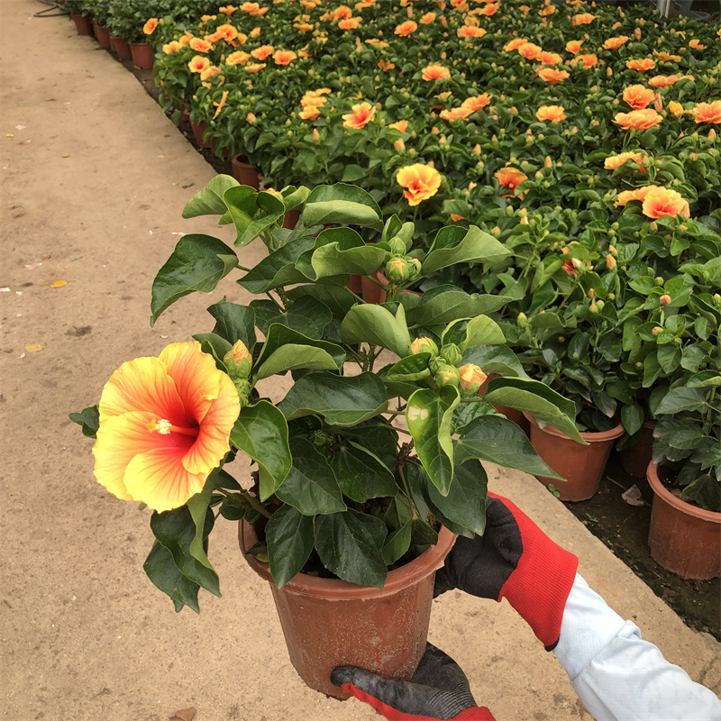 丹麦木槿四季开花重瓣耐寒扶桑花木槿花花苗盆栽绿植单瓣阳台