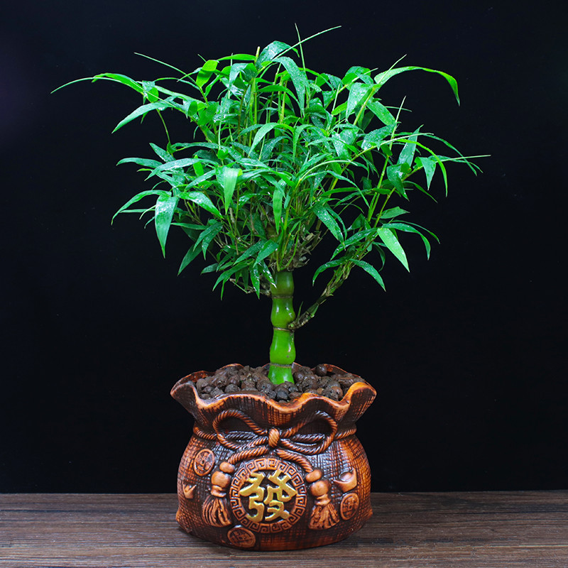 佛肚竹盆栽葫芦竹罗汉竹观赏竹竹子阳台盆景办公室内植物客厅绿植
