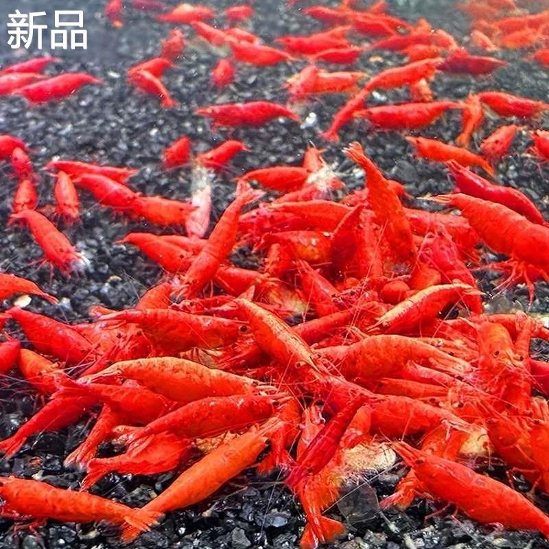 黑壳虾除藻虾淡水鲜活观赏虾清洁工E小具彩色虾极火虾生态瓶新品