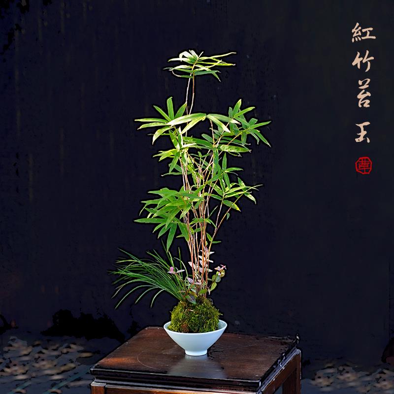 红观音竹苔藓球苔玉中式红竹盆栽水养懒人竹子办公室书房茶桌好养