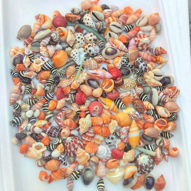 贝壳海螺按斤卖菲律宾贝沙粉砂螺贝芋螺宝螺笋螺酸浆贝红色赤疆贝,家居饰品,海螺/贝壳/珊瑚,淘宝优惠券,粉丝福利购,淘宝优惠卷