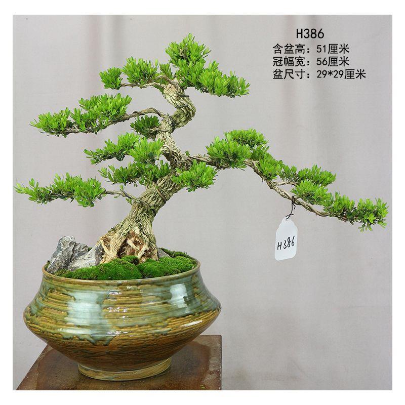 名贵黄杨树盆栽造型老桩盆栽客厅办公室绿植花卉小叶雀舌黄杨常绿